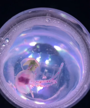 Ocean Dance By Lunara