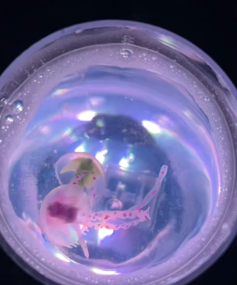 Ocean Dance By Lunara